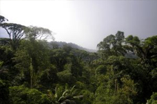 Puntarenas (Puerto Caldera) Rainforest Tour cruise excursion